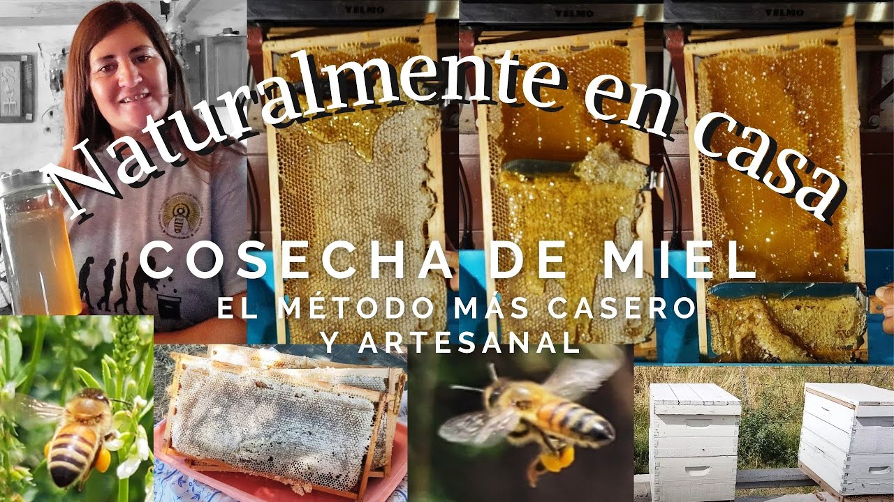 Huerta Cosecha de miel, el método más casero y artesanal