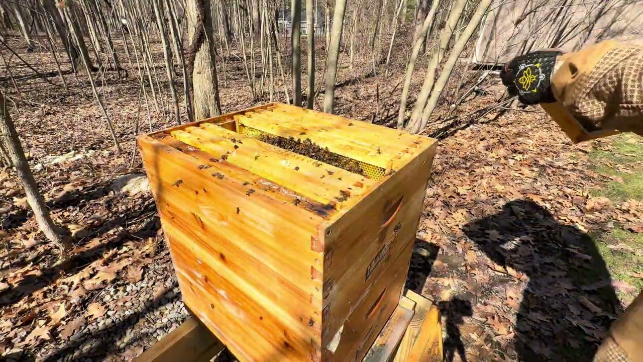 B&T’s Honeybees - 1st inspection after winter
