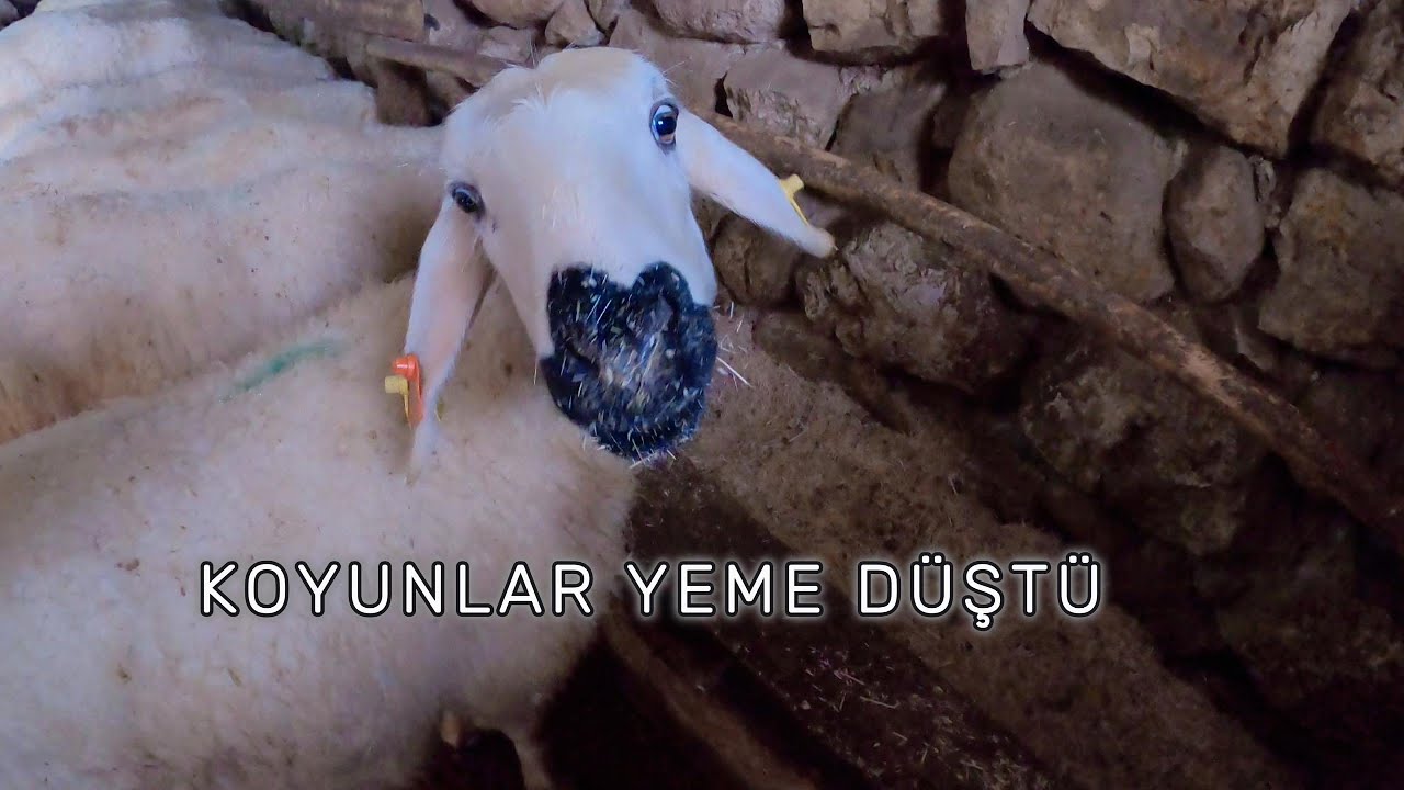 KIŞ GELDİ VE KOYUNLAR EV'DE KALDILAR