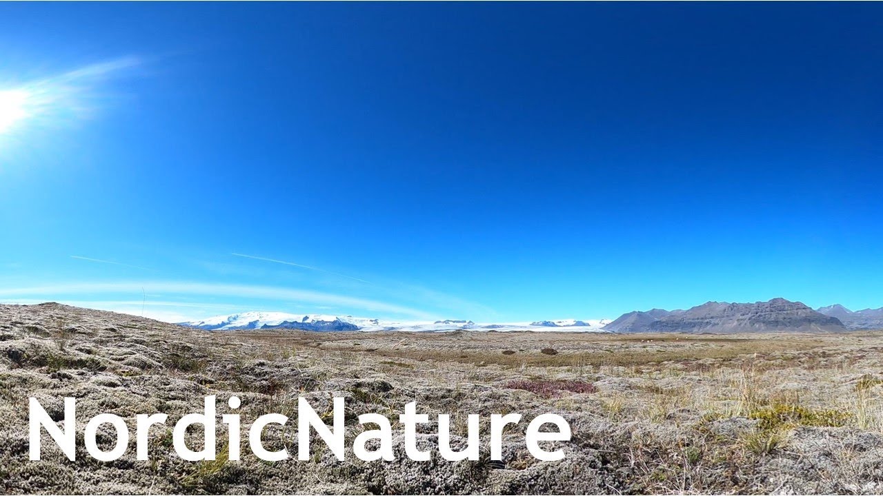Vatnajökull glacier 360, Iceland, barren land covered in lichen and moss, sheep in the background.