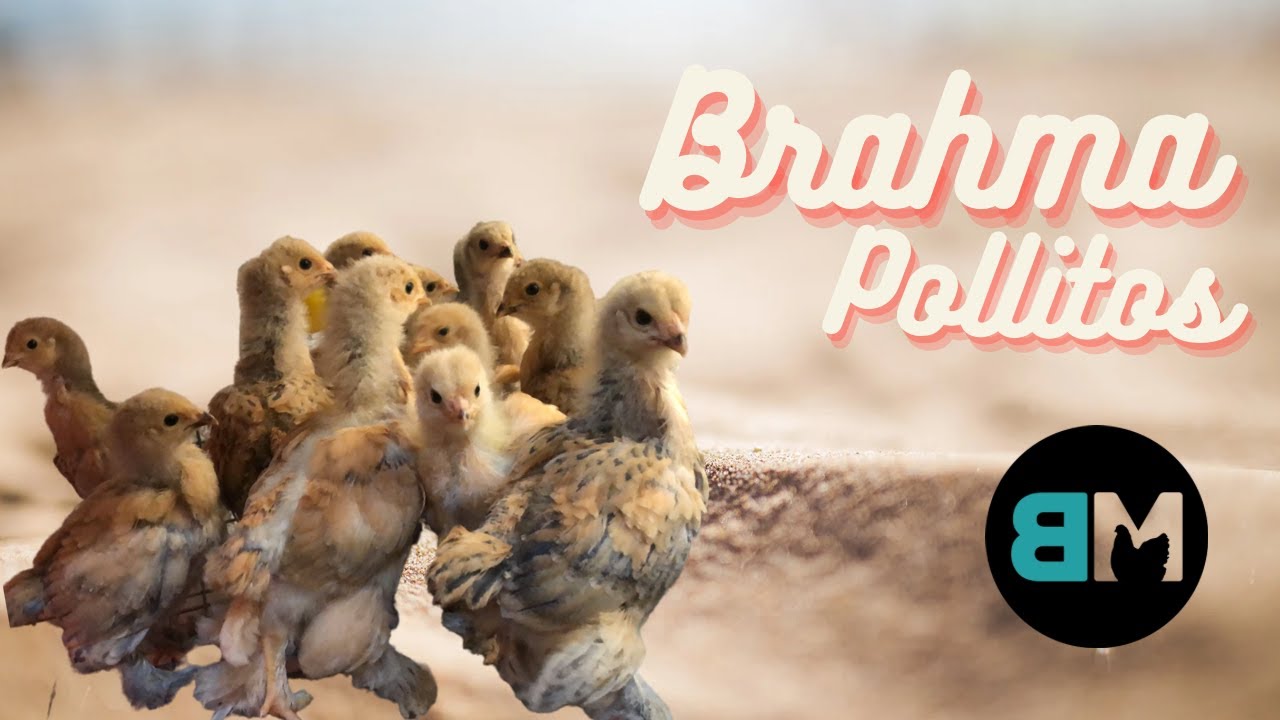 Pollitos de raza Brahma
