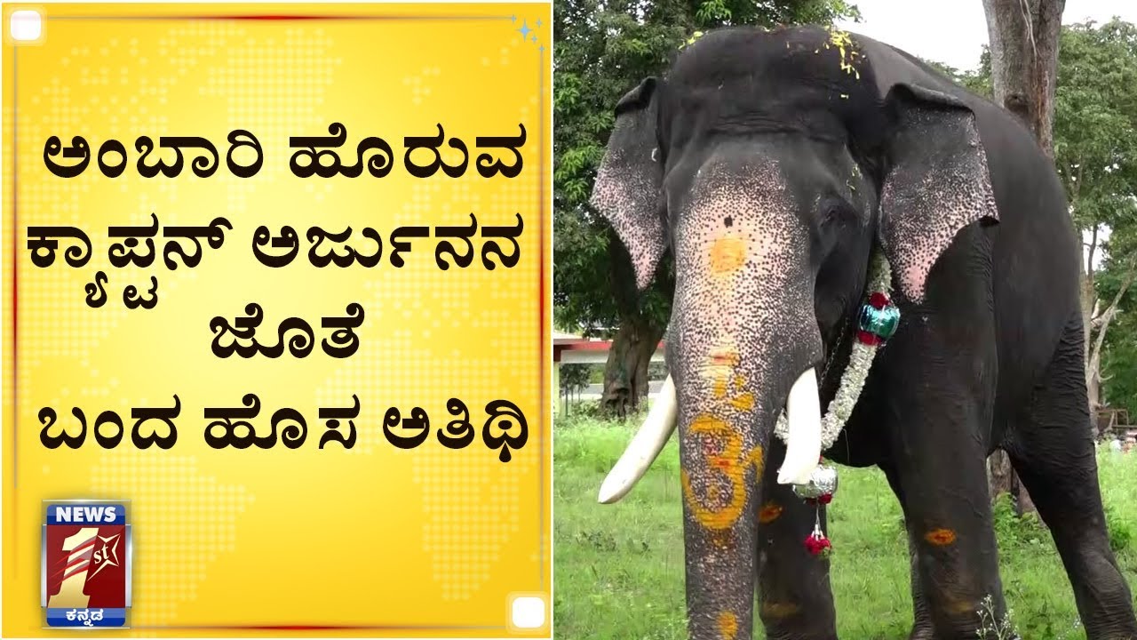 ಕ್ಯಾಪ್ಟನ್&zwnj; ಅರ್ಜುನನ ಬಗ್ಗೆ ಡಾಕ್ಟರ್&zwnj; ಹೇಳಿದ್ದೇನು..? |JAMBOO SAVARI | DASARA 2019 | NewsFirst Kannada