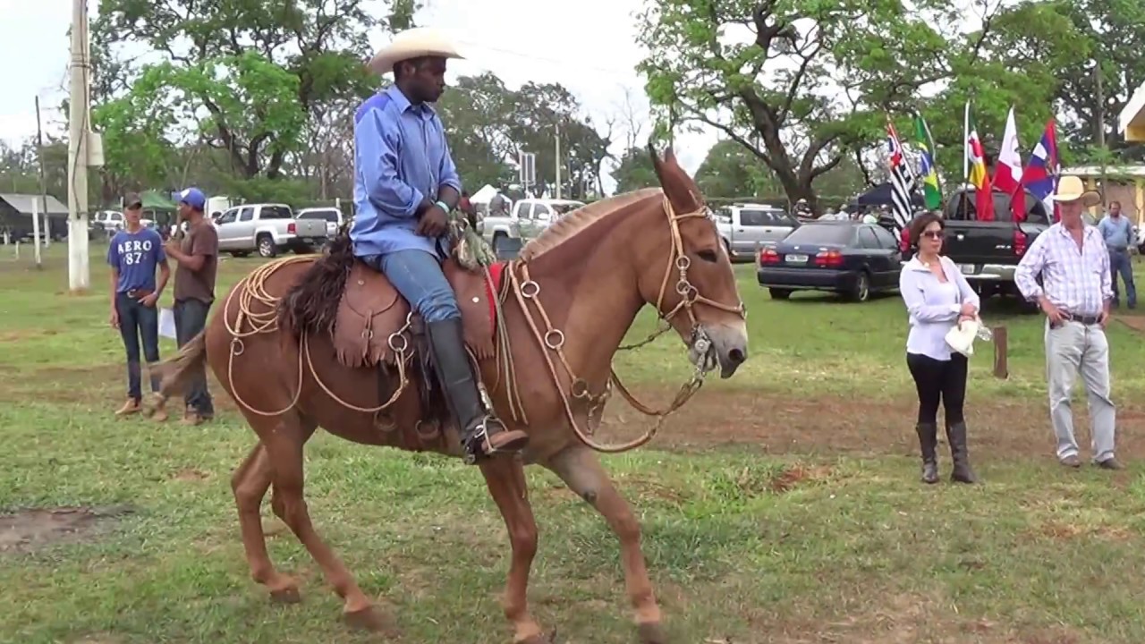 Execução de Mula no 2º Muar de Barretos 2015