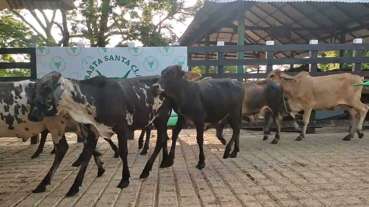 LOTE 1. Feria 43 Subasta Santa Clara