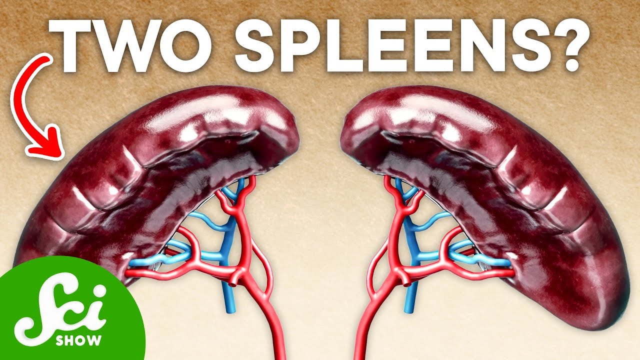 20% of Humans Have an Extra Spleen—Here's Why