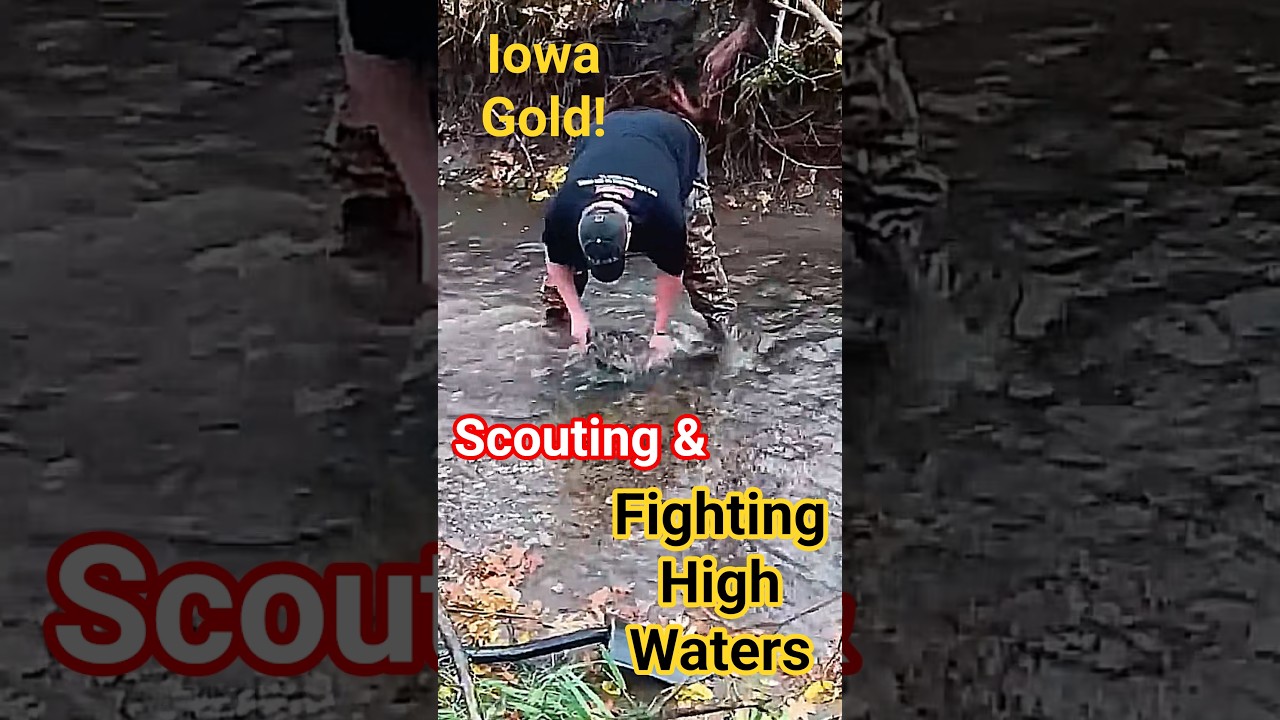 High Water Gold ! #short #prospecting ##goldpanning #IowaGold #goldflakes #finegold #stream #sluice