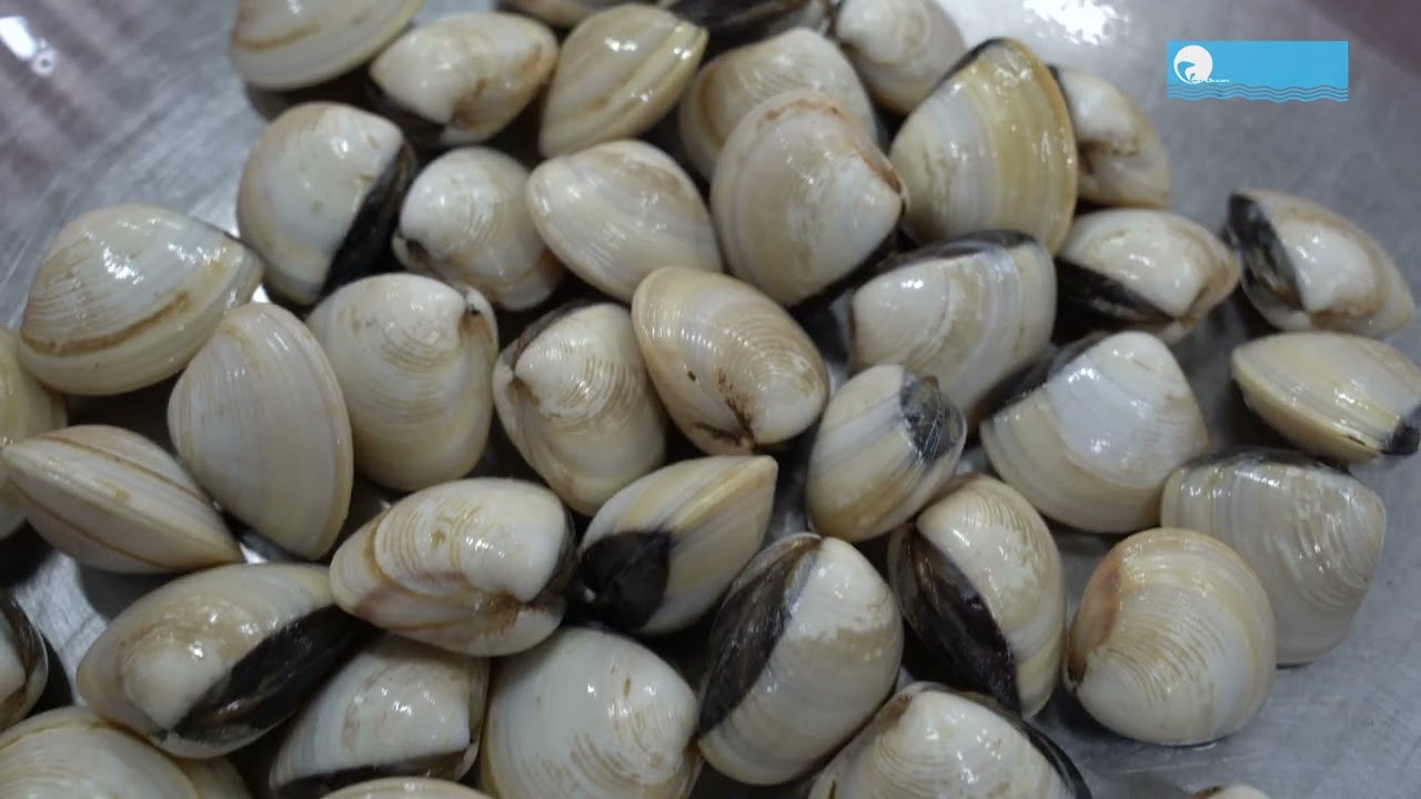 Clams: Farming & Processing Line