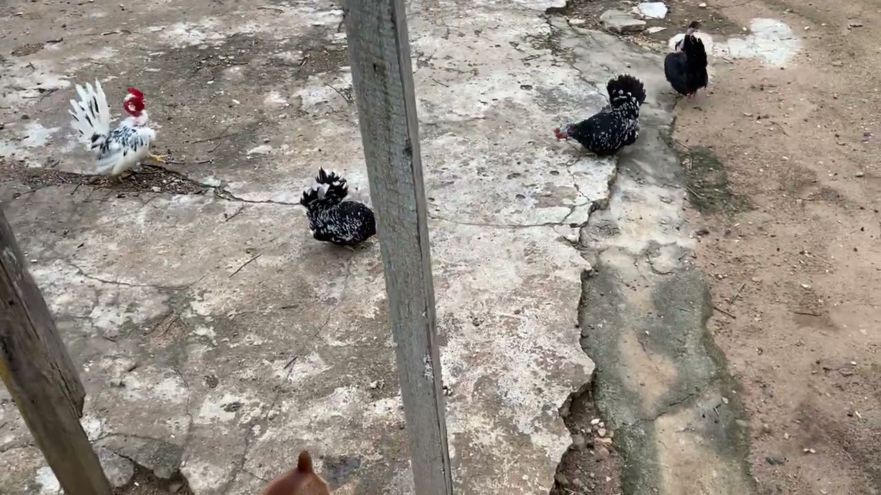 MINHAS MATRIZES ❤️🐔 GALINHA NAO TIROU 🐔😕🥚🐥 EM BREVE VOU FAZER NOVAS BAIA 😃❤️🐔🙌🏻