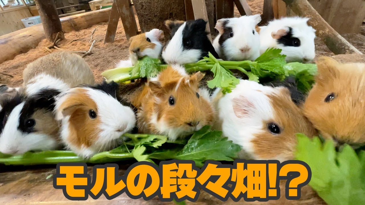 あのクセつよ野菜あげたら、こんなに可愛い構図になったw Animals eat celery