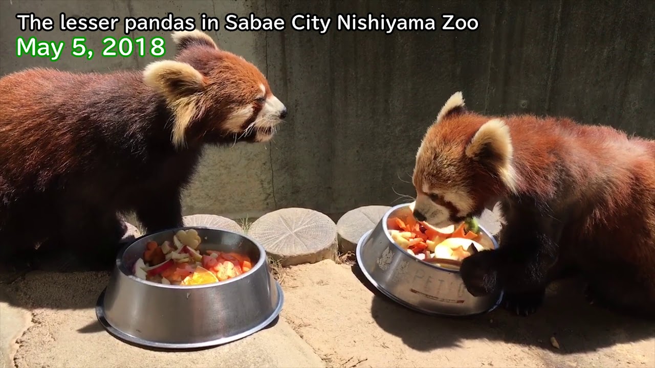 The year 2018 for the lesser pandas in Sabae City Nishiyama Zoo