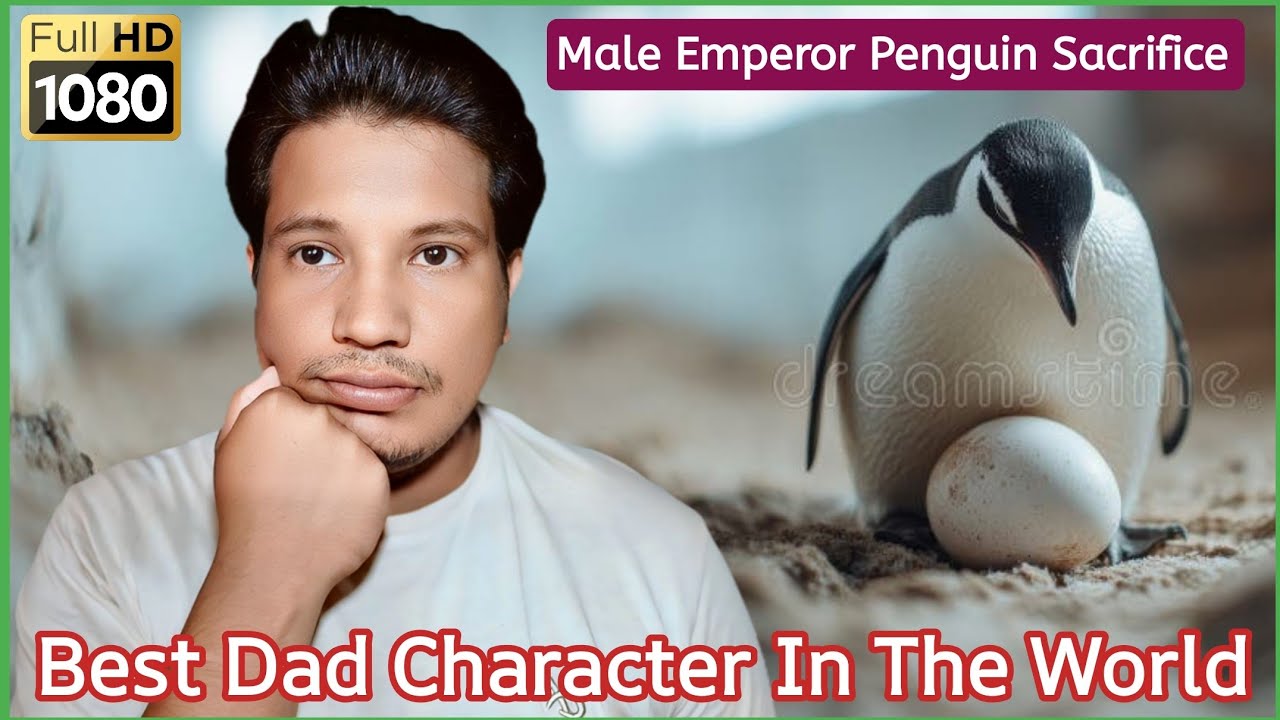 Male Emperor Penguin Sacrifice & Best Dad Character In The World By Jamal Hussain - JH