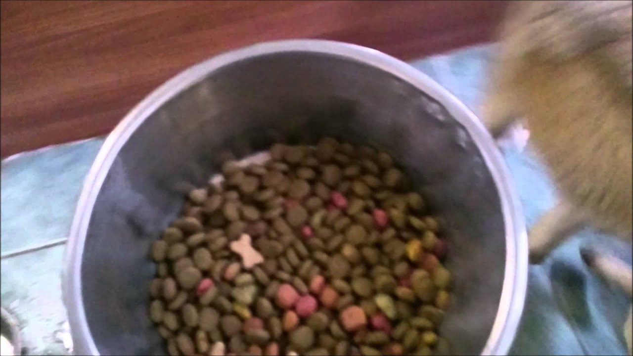 Dierenopvang Koningen; Honden