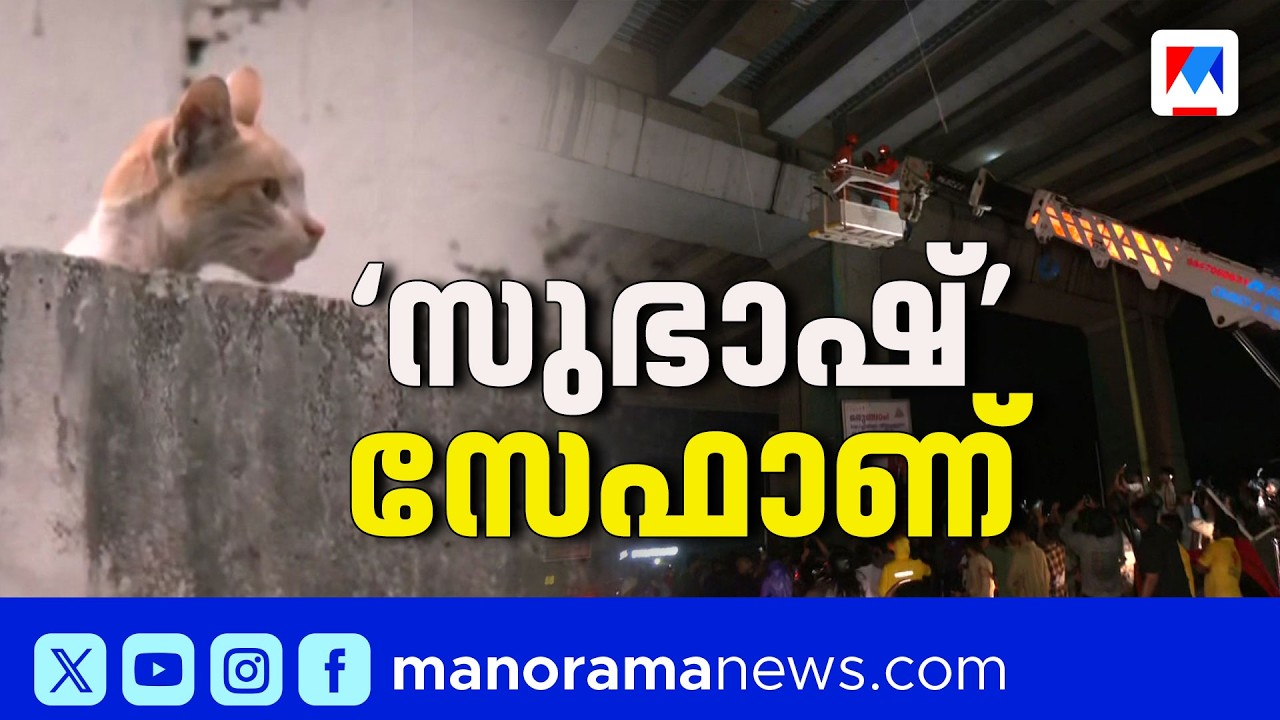 കൊച്ചി മെട്രോ പില്ലറിൽ കുടുങ്ങിയ പൂച്ചയെ രക്ഷിച്ചു | Cat Rescue | Kochi Metro