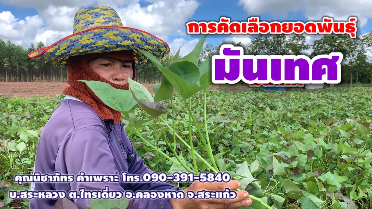 วิธีการคัดเลือกยอดมันเทศที่ดี