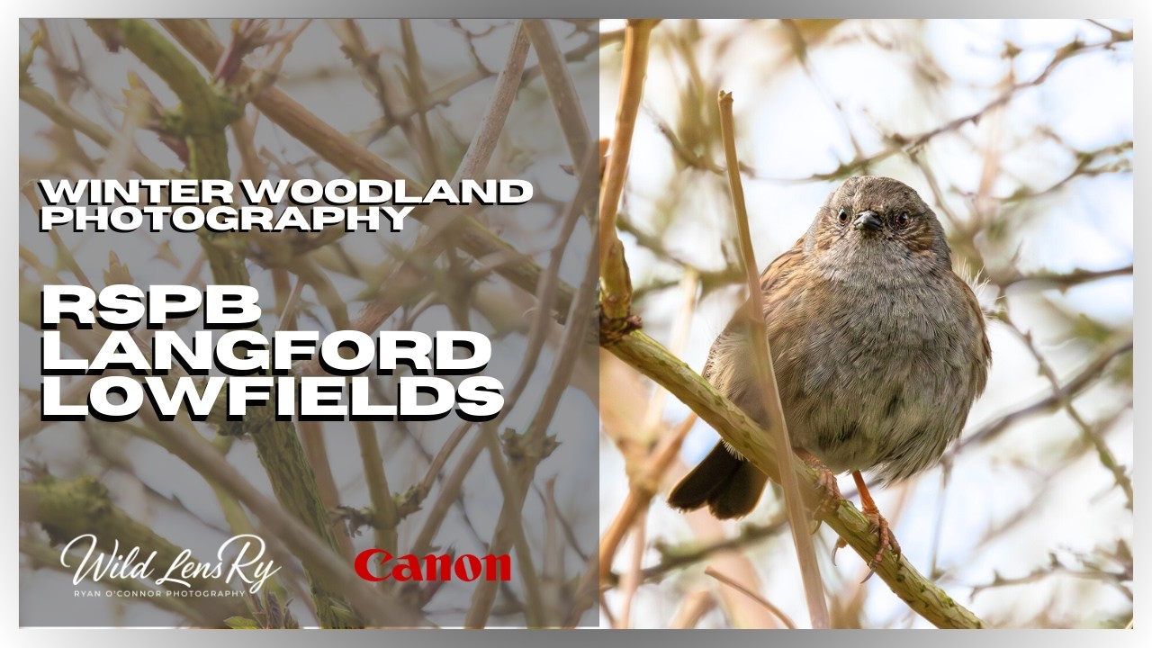 Winter Woodland Photography at RSPB Langford Lowfields | UK Wildlife
