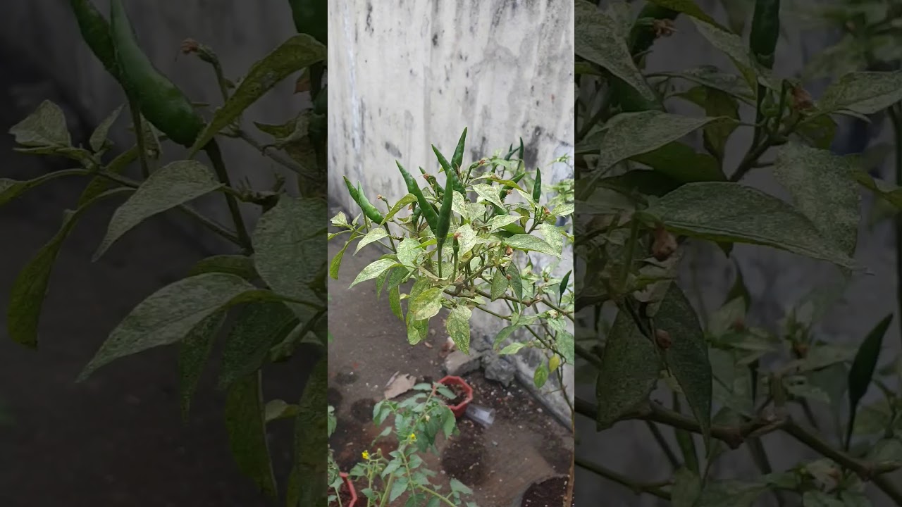 Plantitos
