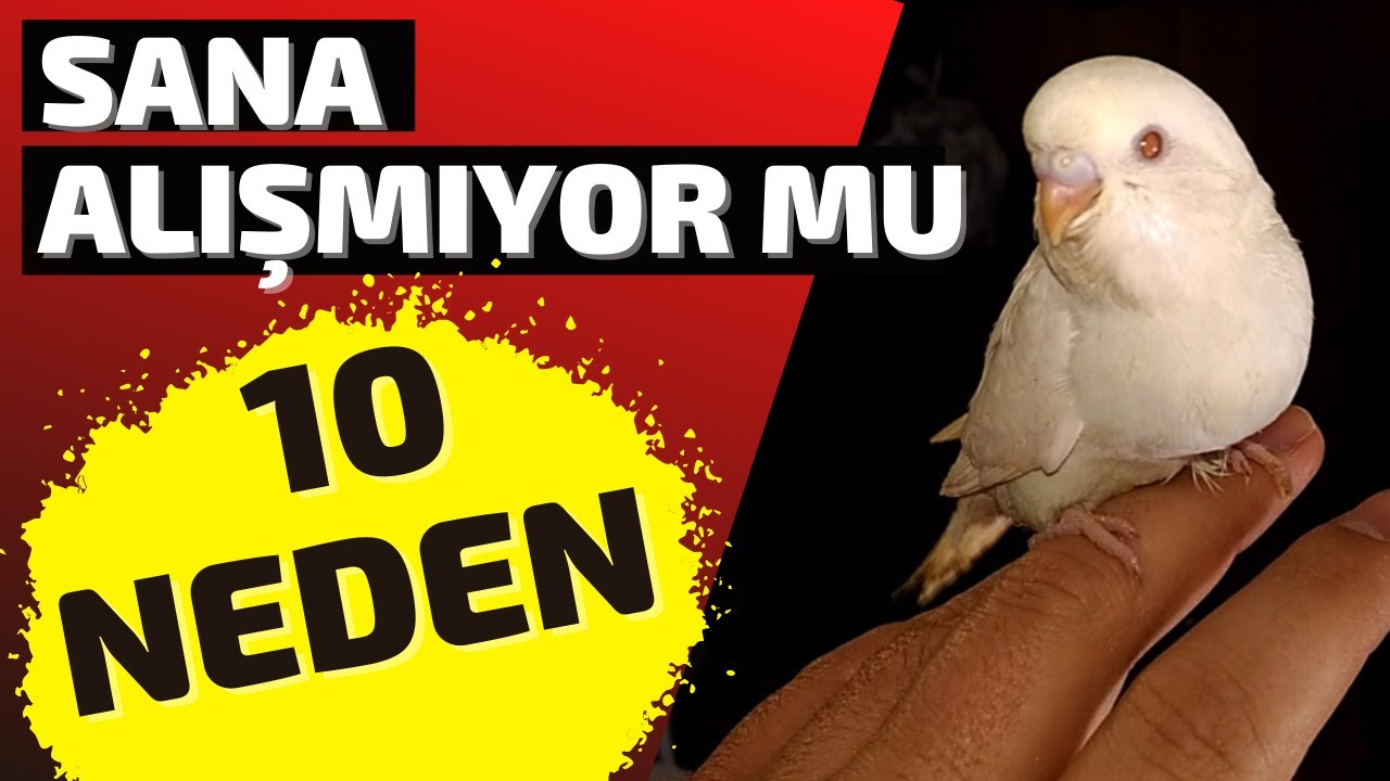 KUŞUN SANA BİR TÜRLÜ ALIŞMIYOR MU❓İŞTE BUNUN 10 NEDENİ ❗