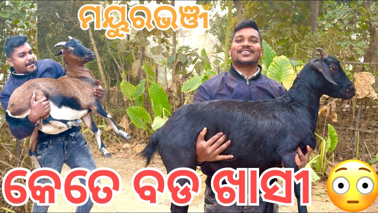 କେତେ ବଡ ଖାସୀ 🐐😳✌️@ShibaBeheraLifestyle2.0 