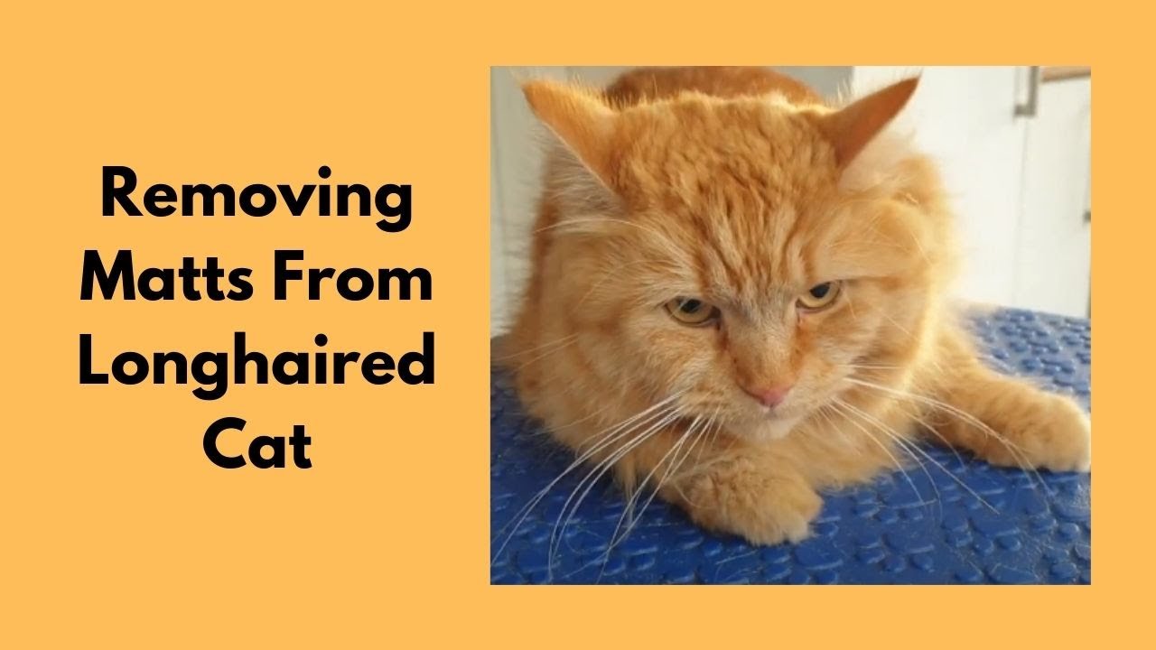 Removing Matts From Longhaired Cat With Belly Clip @LoveCatsGroomer