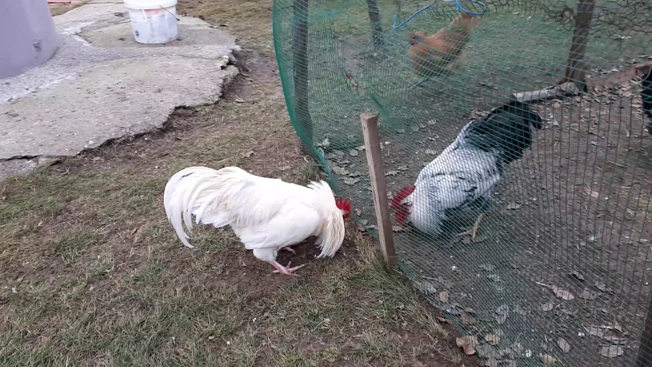 Pulat e fshatit Zabergjë!