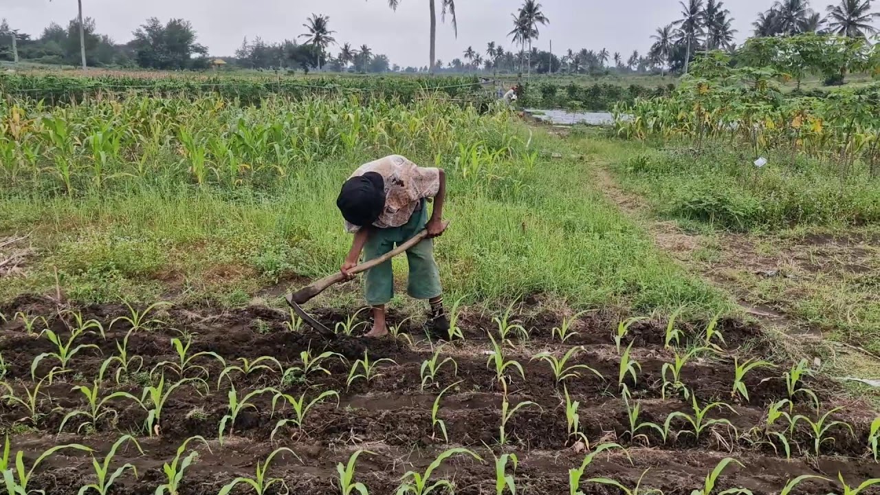 FARMERS' SECRET TO ACHIEVING ABUNDANT CORN HARVESTS WITH THIS CLEVER METHOD!-agriculture farming