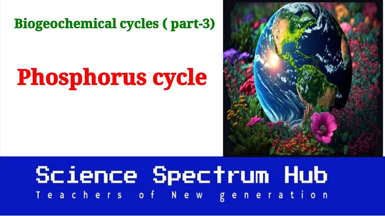 Phosphorus cycle | Biogeochemical cycles | Mineral cycle | phosphorus cycle in hindi and Urdu