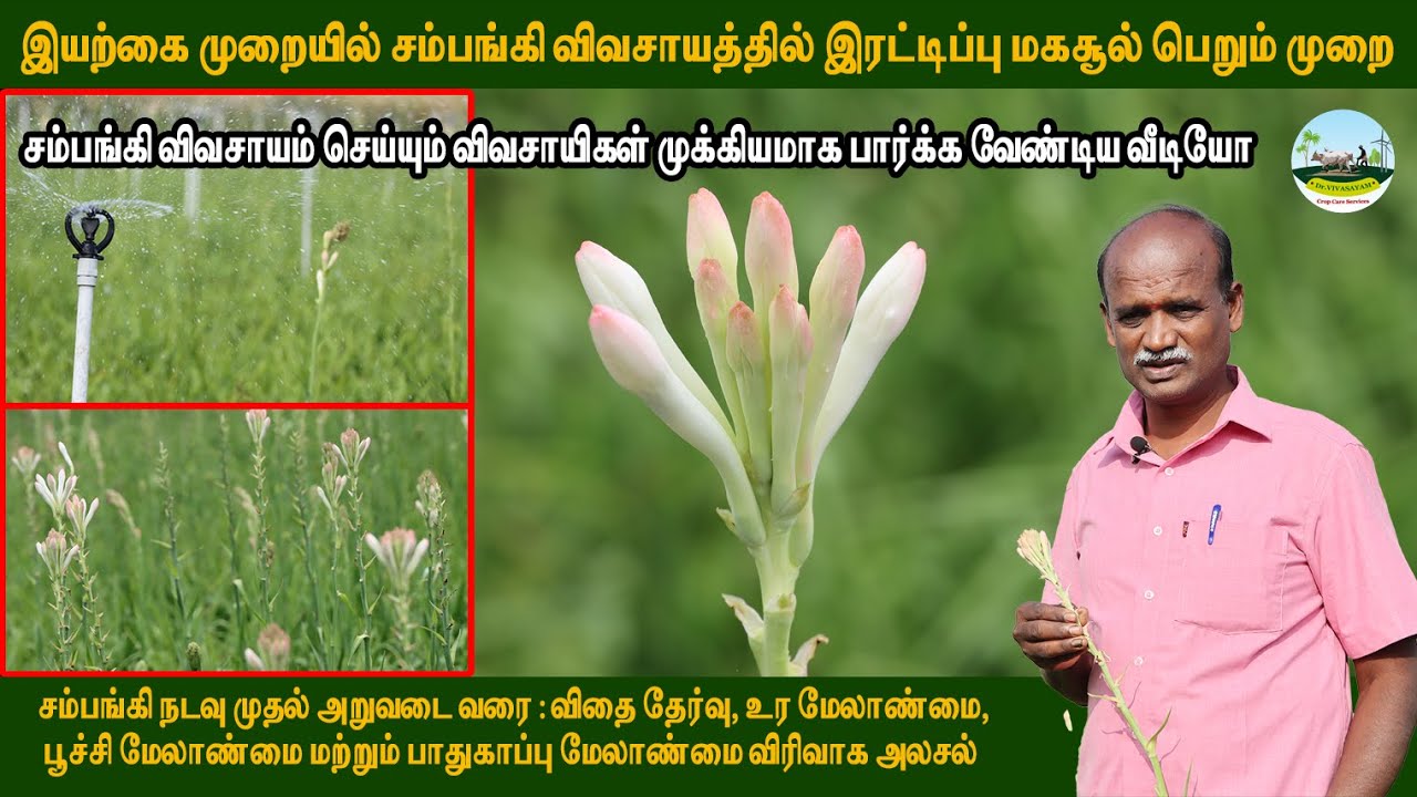 🟢இயற்கை முறையில் சம்பங்கி விவசாயத்தில் இரட்டிப்பு லாபம் பெறும் முறை 🌺சம்பங்கி விவசாயம்