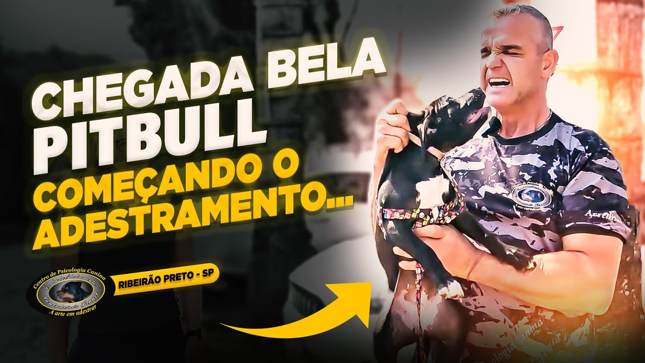 PITBULL — BELA — UMA NOVA JORNADA COMEÇA