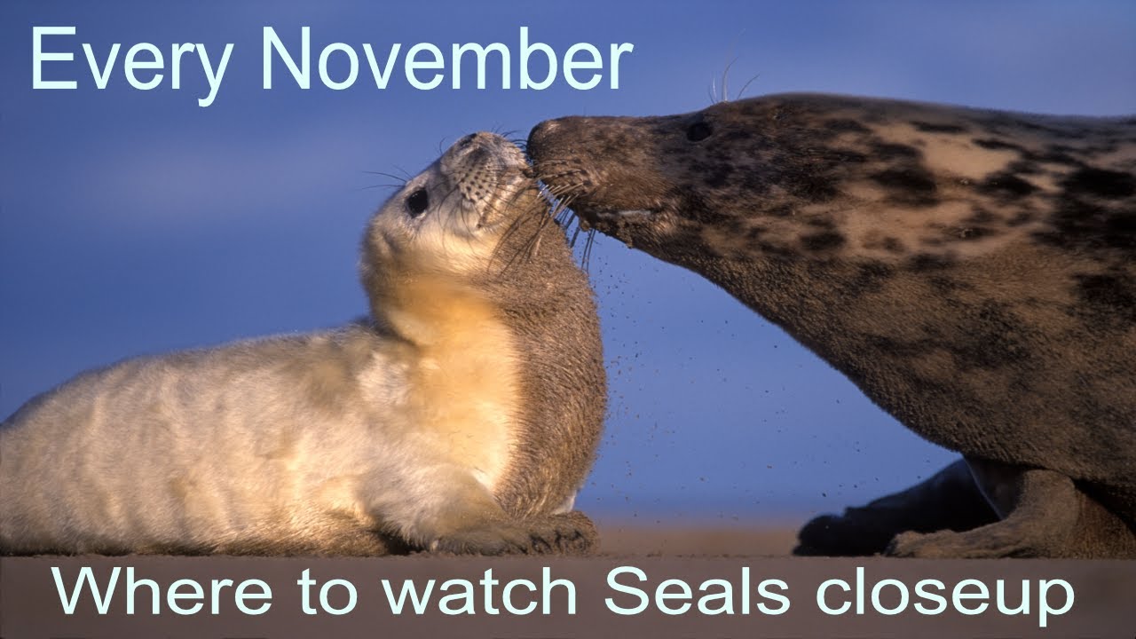Donna Nook A Great Place To Film And Photograph Grey Seals
