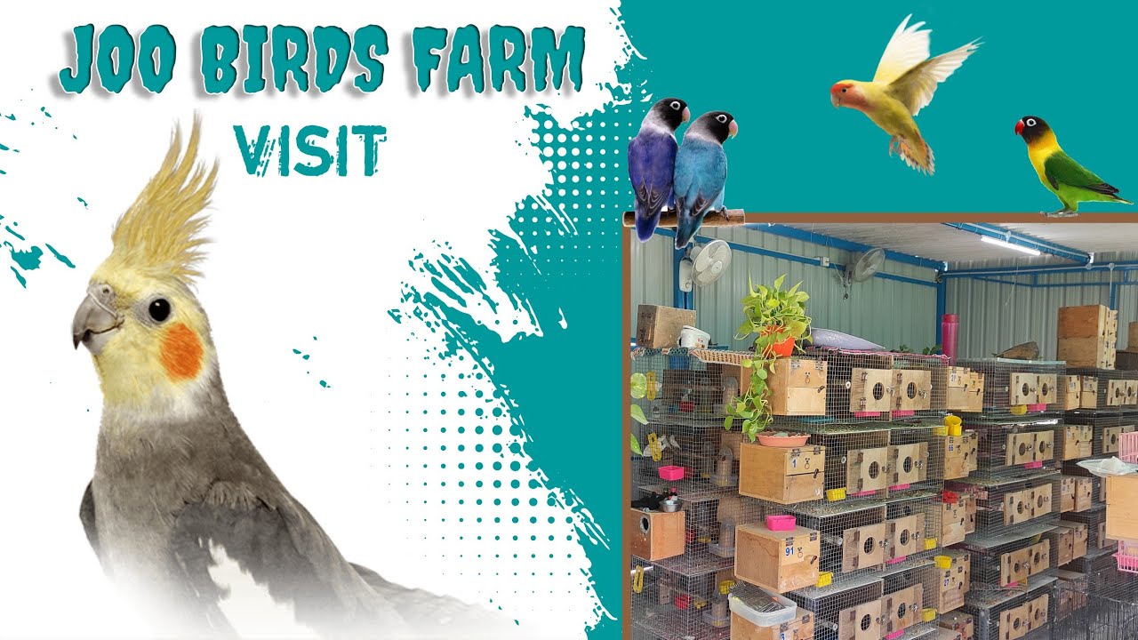 Birds farm in erode | Joo birds farm | Erode | Petfeeder