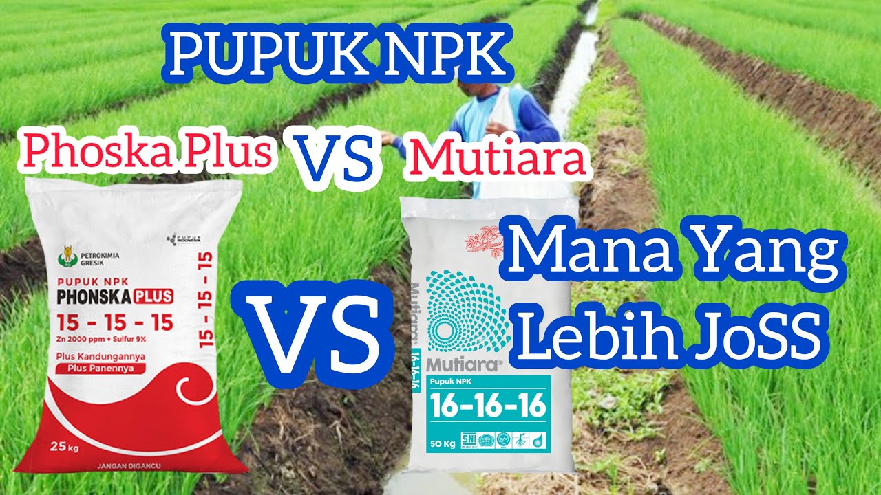 PUPUK NPK MUTIARA VS PHONSKA PLUS