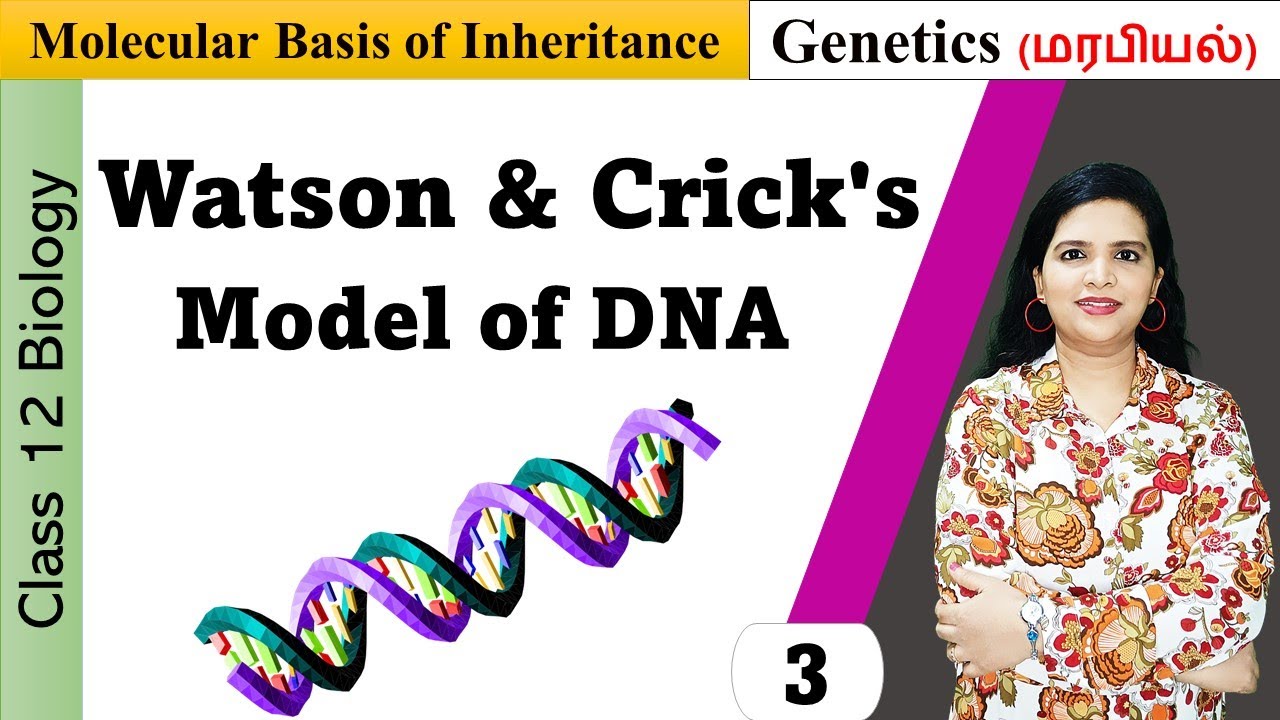 Salient Features of Double Helix DNA | Molecular Basis of Inheritance