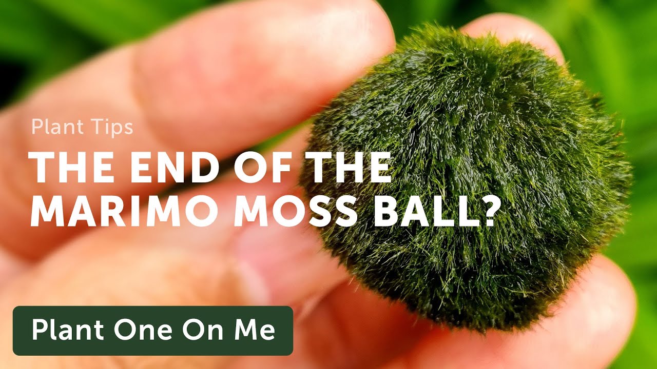 INVASIVE ZEBRA MUSSELS on MARIMO MOSS Balls: What's the Latest? &mdash;&nbsp;Ep. 235