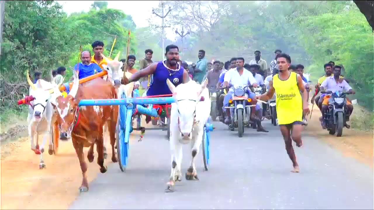 சிவகங்கை மாவட்டம் SRபட்டிணம் சின்னமாடு நேரலை