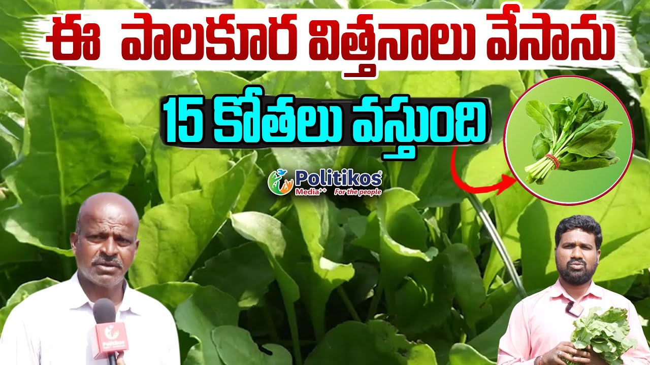Organic Spinach : పాలకూర సాగు..అధిక లాభాలు | 
