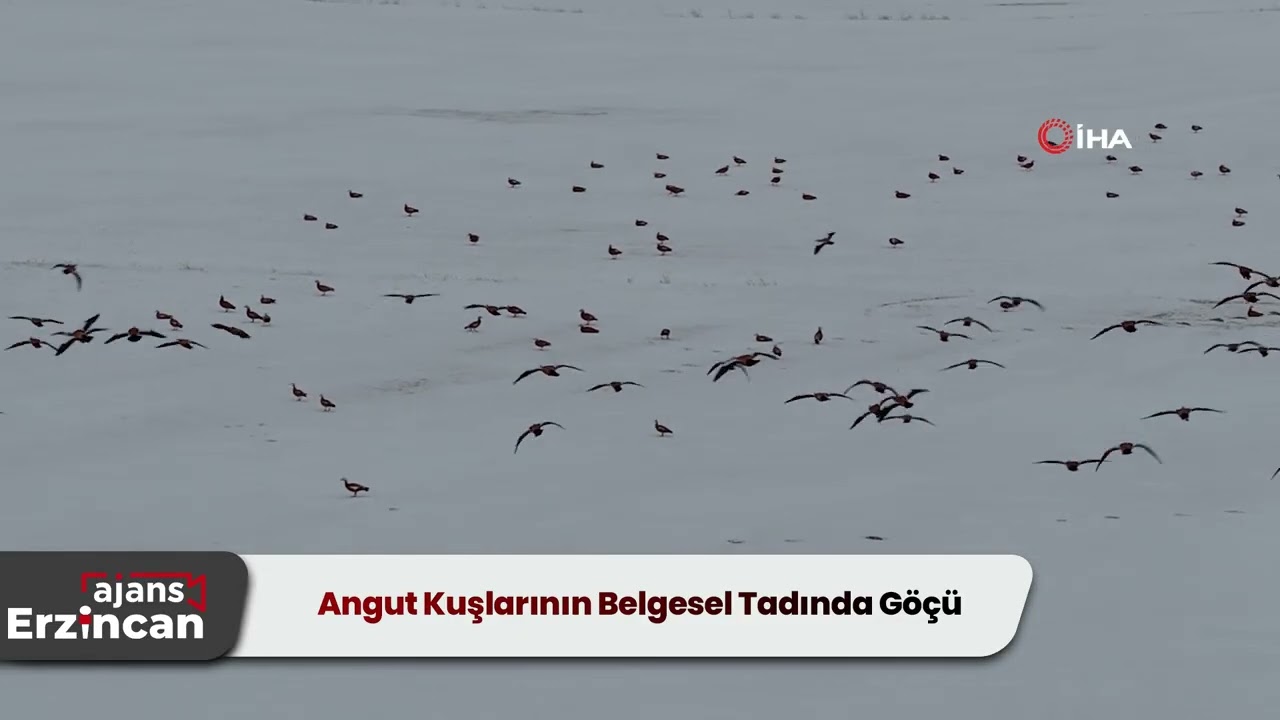 Angut Kuşlarının Belgesel Tadında Göçü