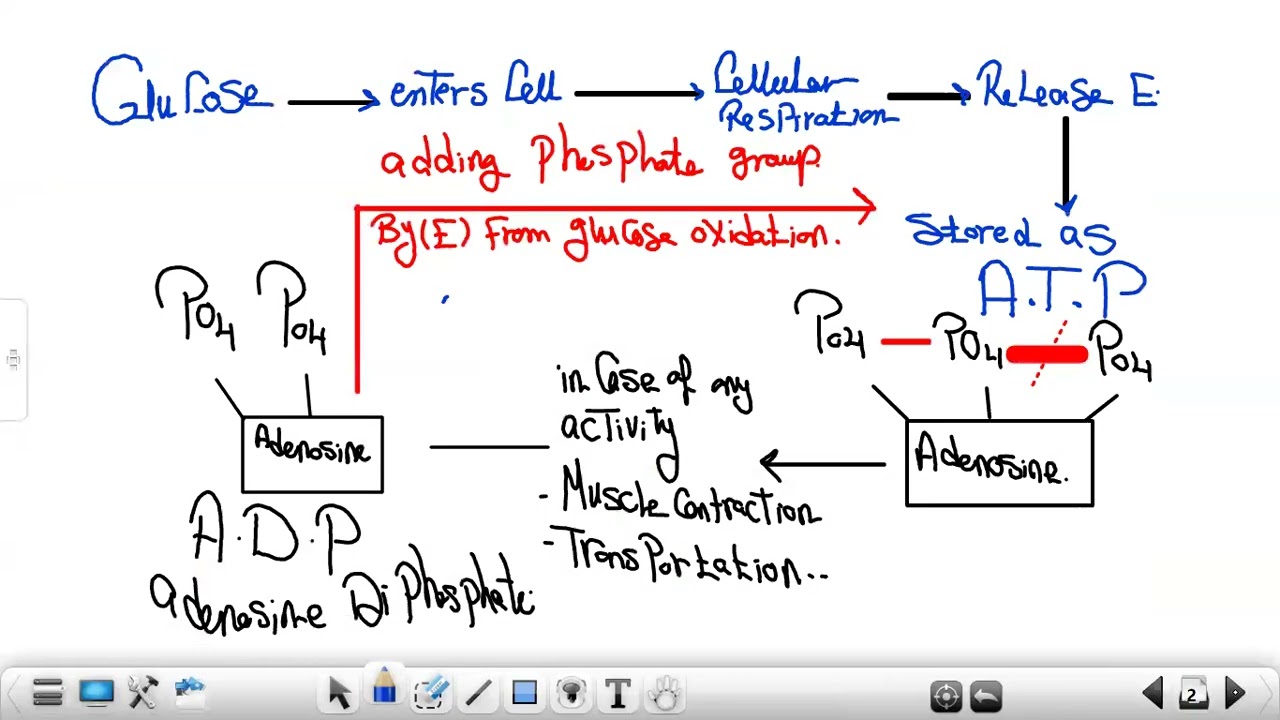 integrated science| second term| lecture four| lesson one Biosphere| last part