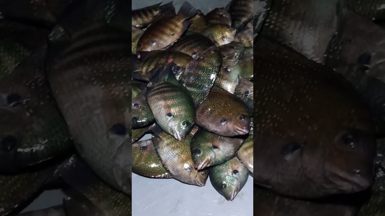 kerala fish | karimeen | pearl spot fish 