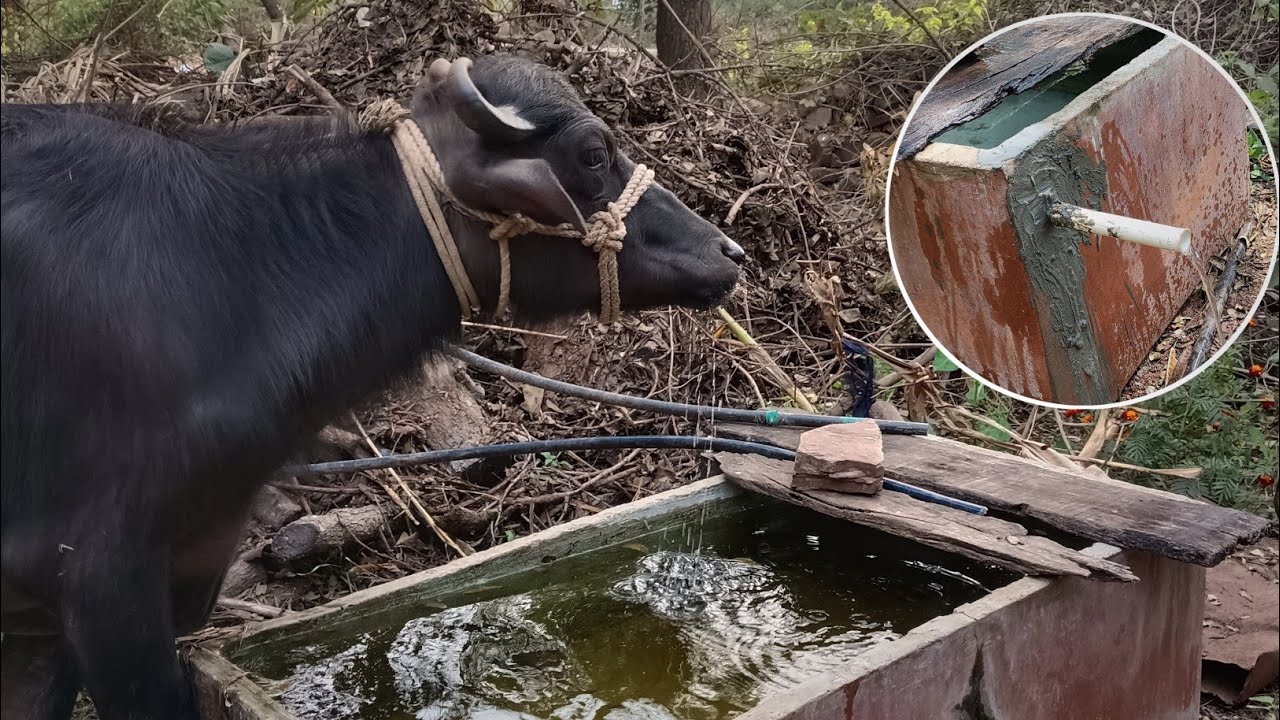 DAY 35/100 पानी कि टंकी का 50% जुगाड़ पुरा हुआ ।। #cow #bull #petsvlogs 
