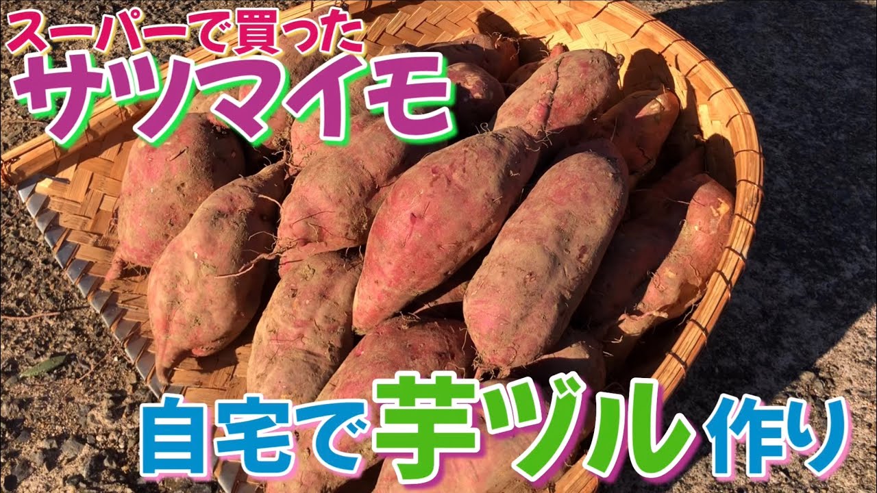 さつまいも栽培　スーパーで買った芋の芽出しから収穫まで　2024年