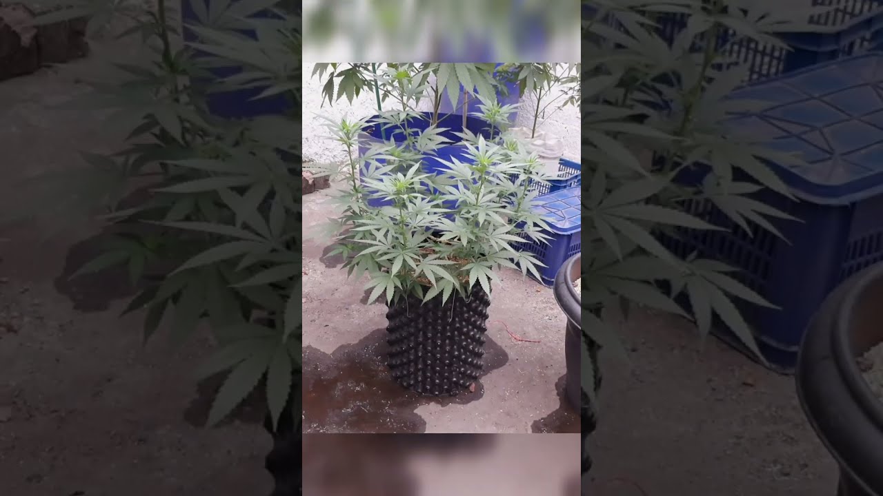 Main Lining Por Primera Vez, T&eacute;cnica Avanzada en Cultivo de Marihuana en Exterior