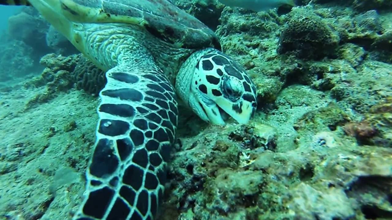 Diving Thailand - Koh Phi Phi 2016 GoPro