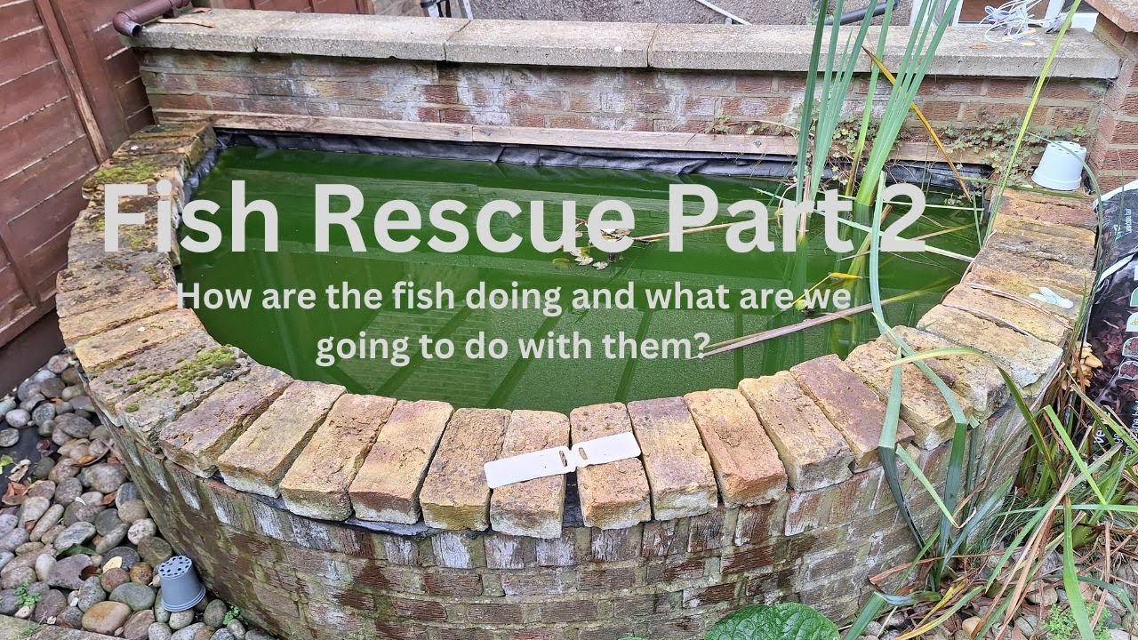 Fish Rescue part 2