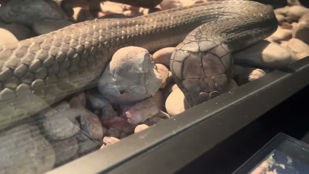 Reptile World Serpentarium Full Tour 2026 in Osceola County, Florida | Zoo in Florida 