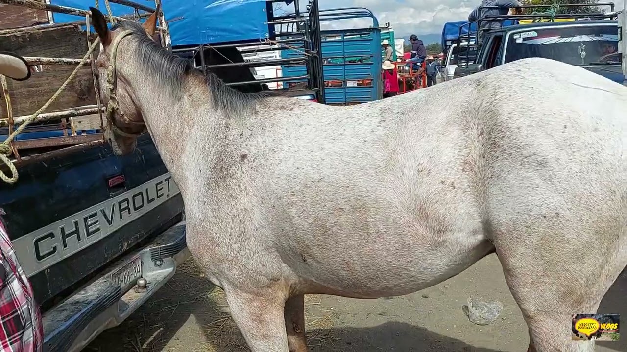 PLAZA GANADERA-CUATRO CAMINOS SAN ANDRES CALPAN,BUENOS ANIMALES,VARIEDAD DE GANADO-CERDOS GRANDES.