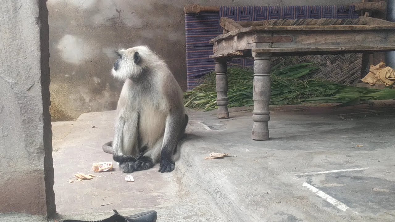 Easy Monkey trap technology make from wood & Biskut