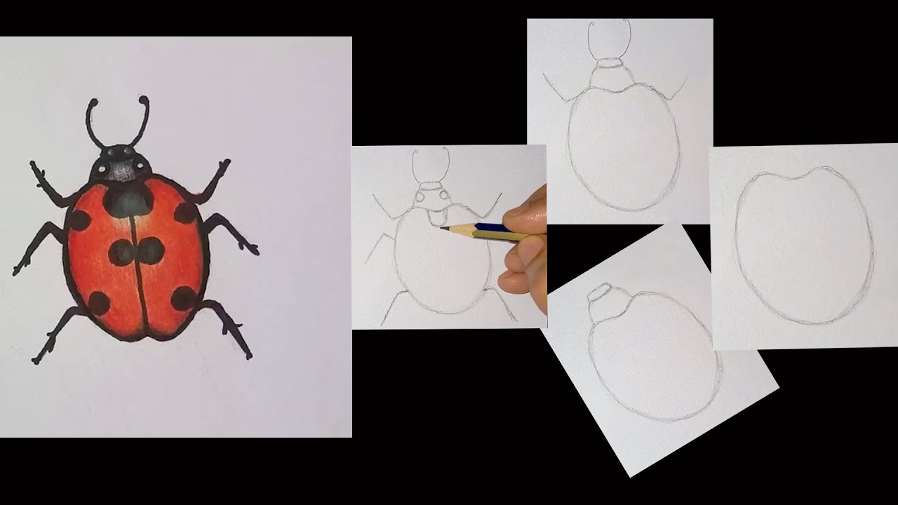 How to Draw a Ladybug | Easy ladybug drawing for beginners|