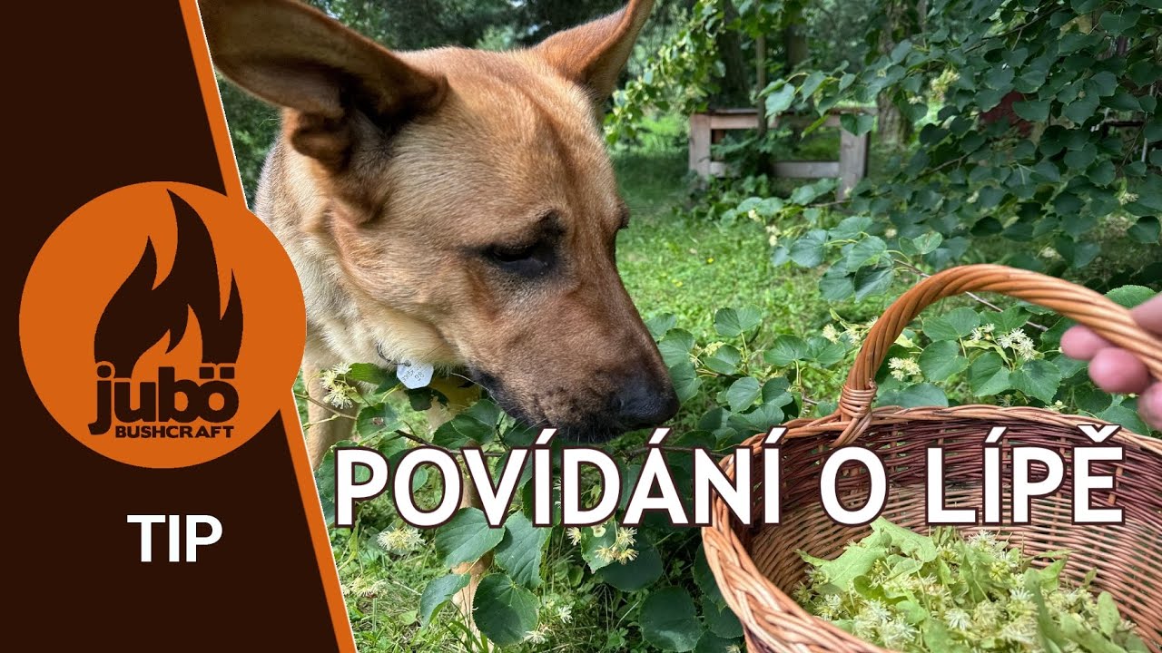TIP: Lípa ideální strom pro přežívače :) Lipový květ  atd.