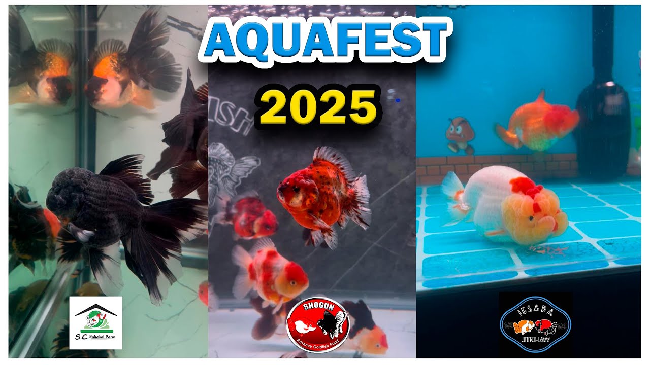 ASI SE VIVIÓ EL AQUAFEST 2025 || Los mejores Goldfish de México