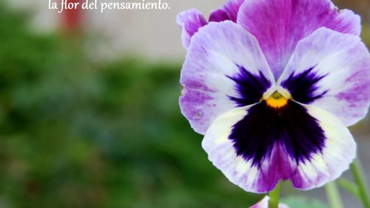 Elogio del Silencio - Hamlet Lima Quintana